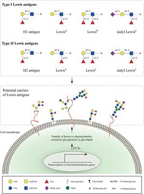 Fucosylated Antigens in Cancer: An Alliance toward Tumor Progression, Metastasis, and Resistance to Chemotherapy